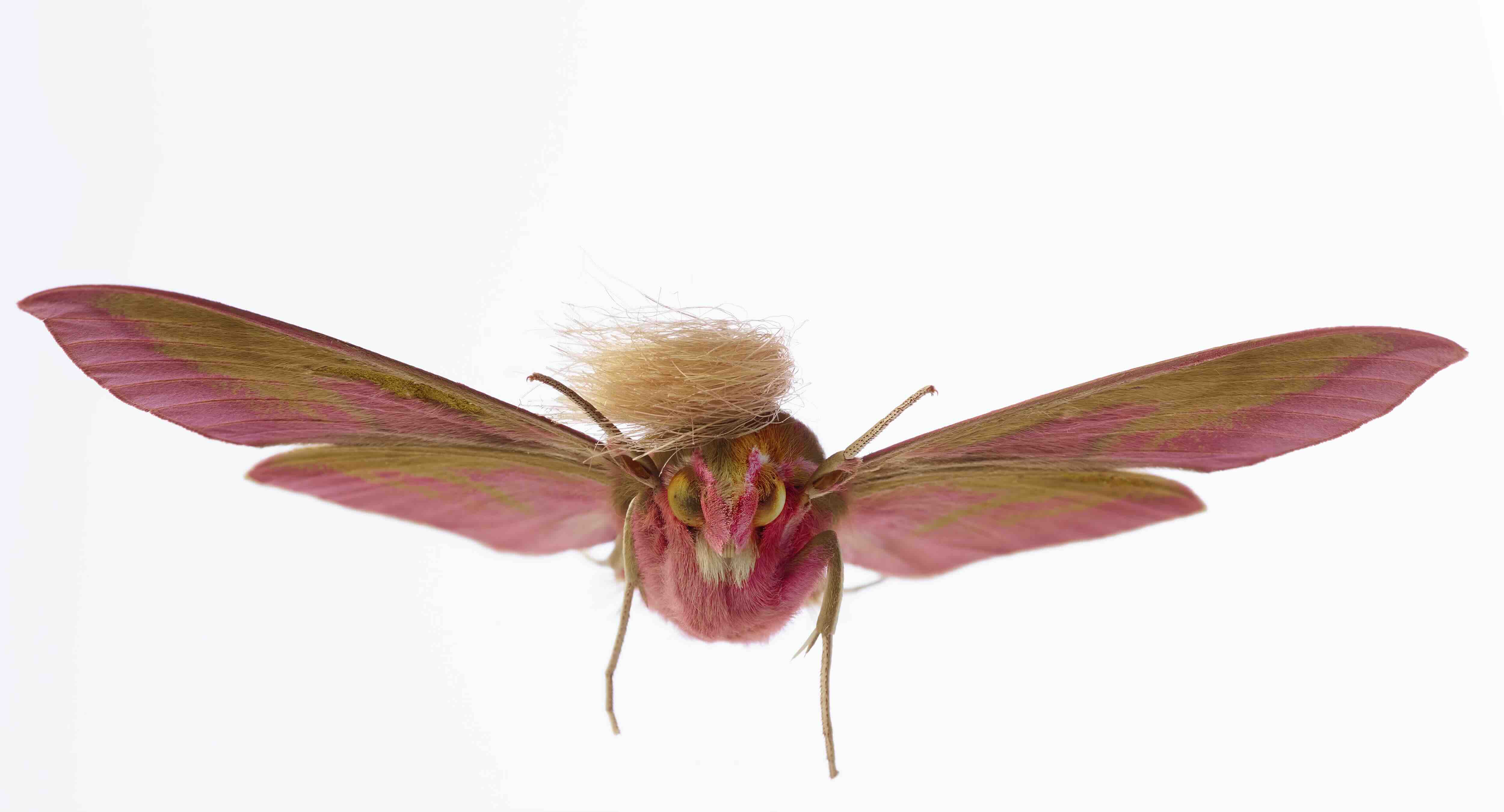 Neopalpa Donaldtrumpi moth with light blond hair-like scales